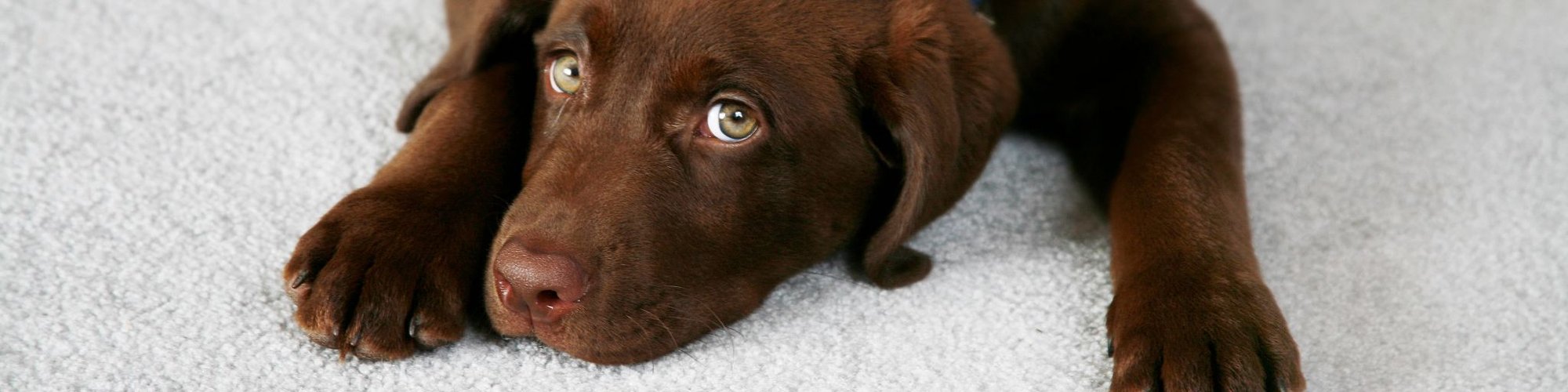 Pet Friendly Carpets Hero banner Image Featuring A Relaxed Chocolate-Coloured Labrador Retriever